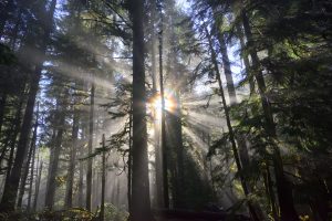 PNL et bains de forêt